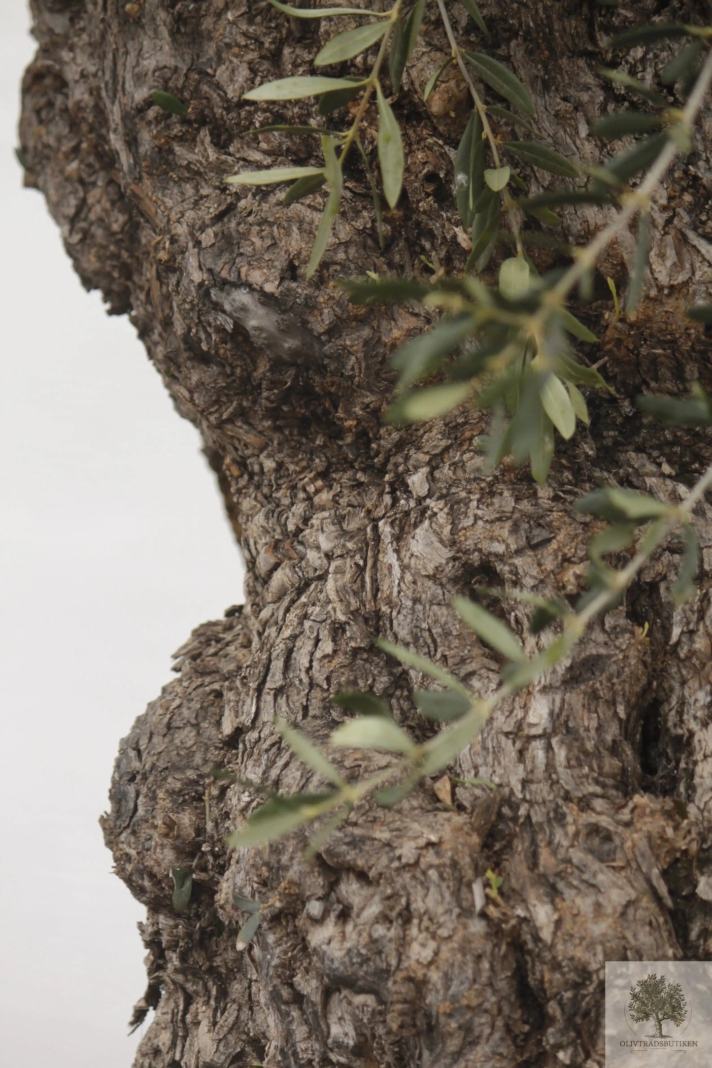 Olivträd Olea Europaea 250 år - Bonsai Large Olivträdsbutiken