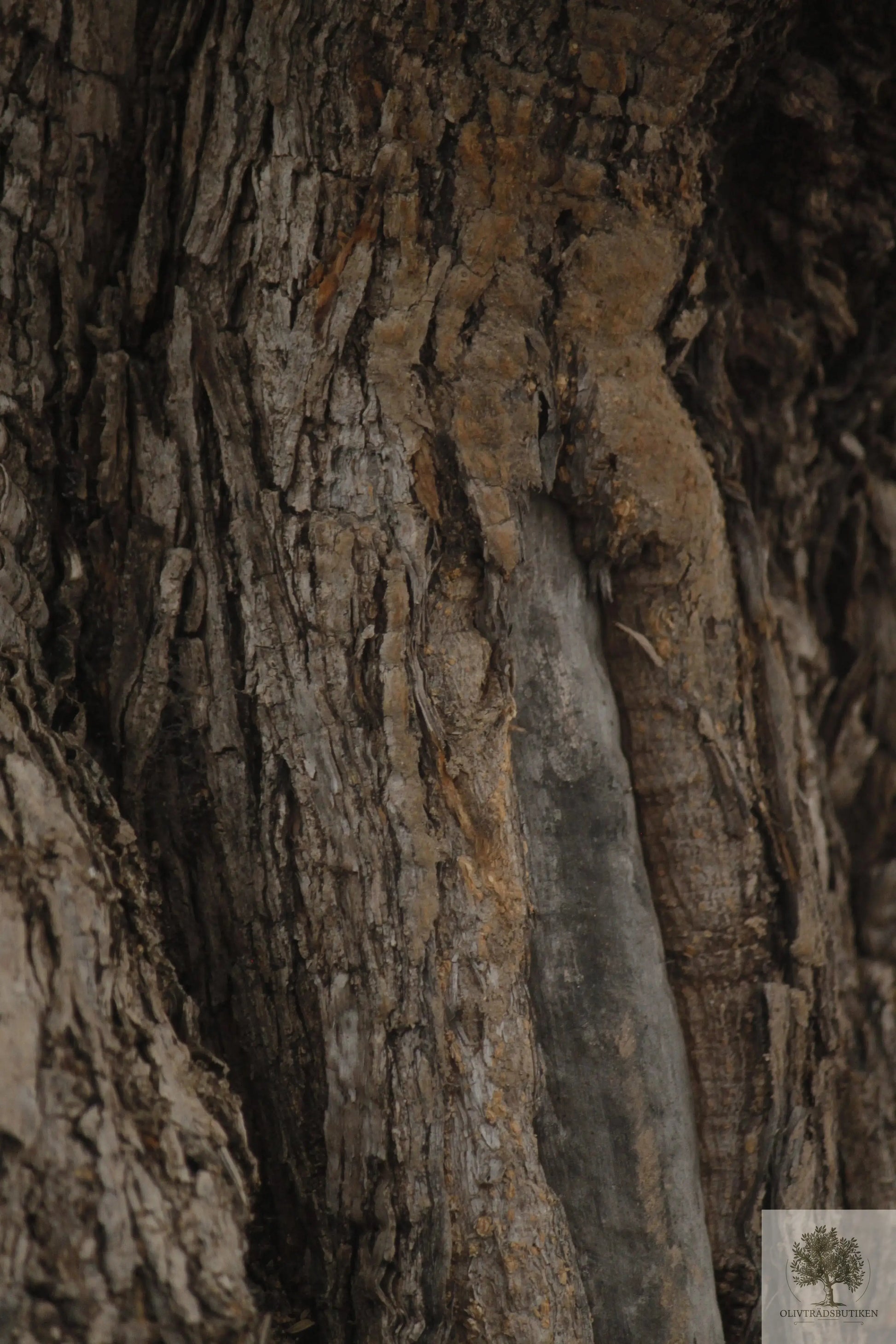 Olivträd Olea Europaea 250 år - Bonsai Large Olivträdsbutiken