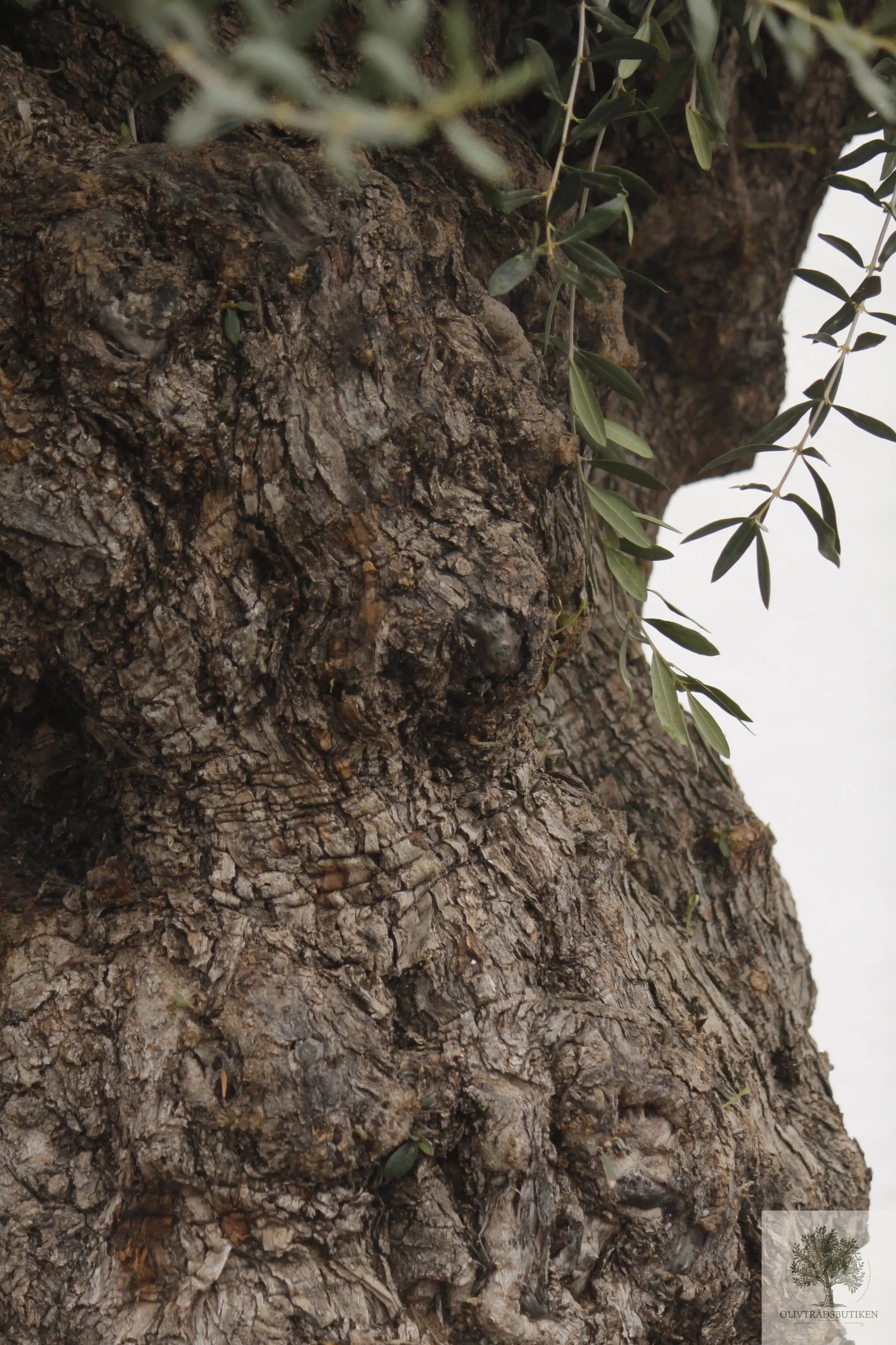 Olivträd Olea Europaea 250 år - Bonsai Large Olivträdsbutiken