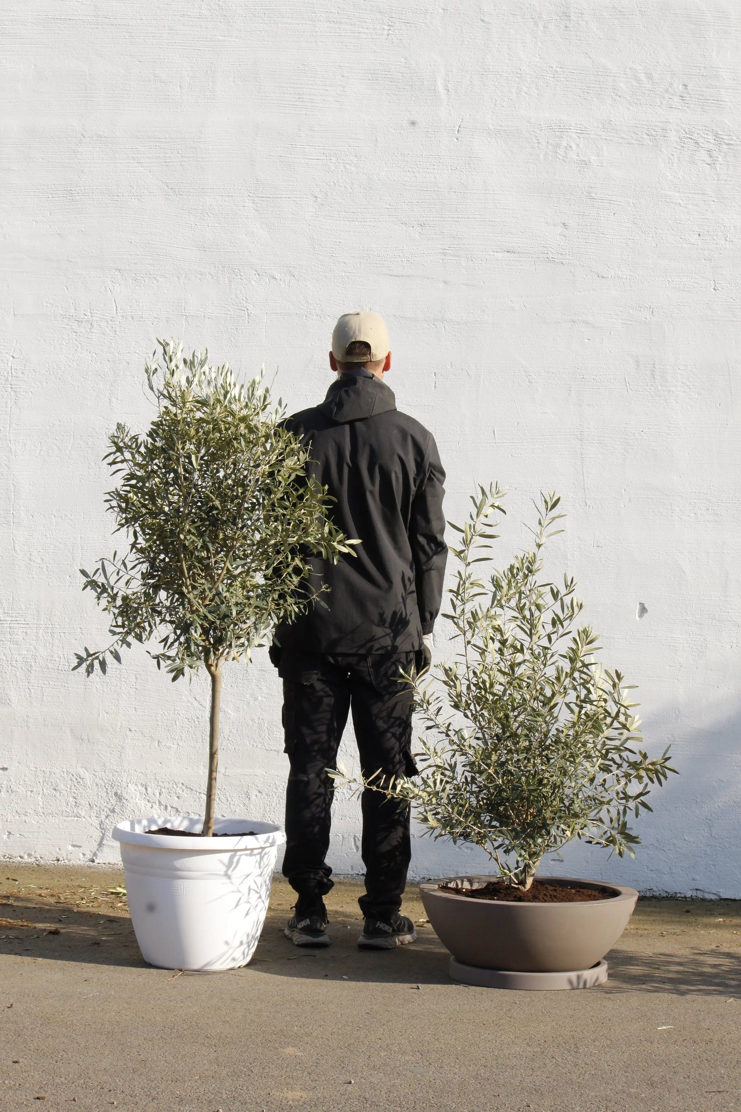 Olivträd Olea Europaea - buske Olivträdsbutiken
