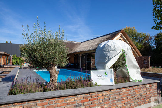 Vinterskydd för olivträd Olivträdsbutiken