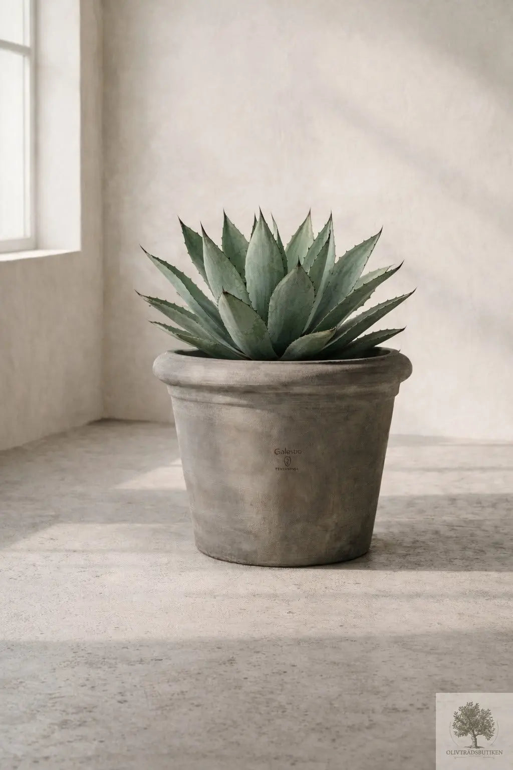 Pot Terracotta Grey - Milano - 60 cm diameter - 53 cm høyde Olivträdsbutiken
