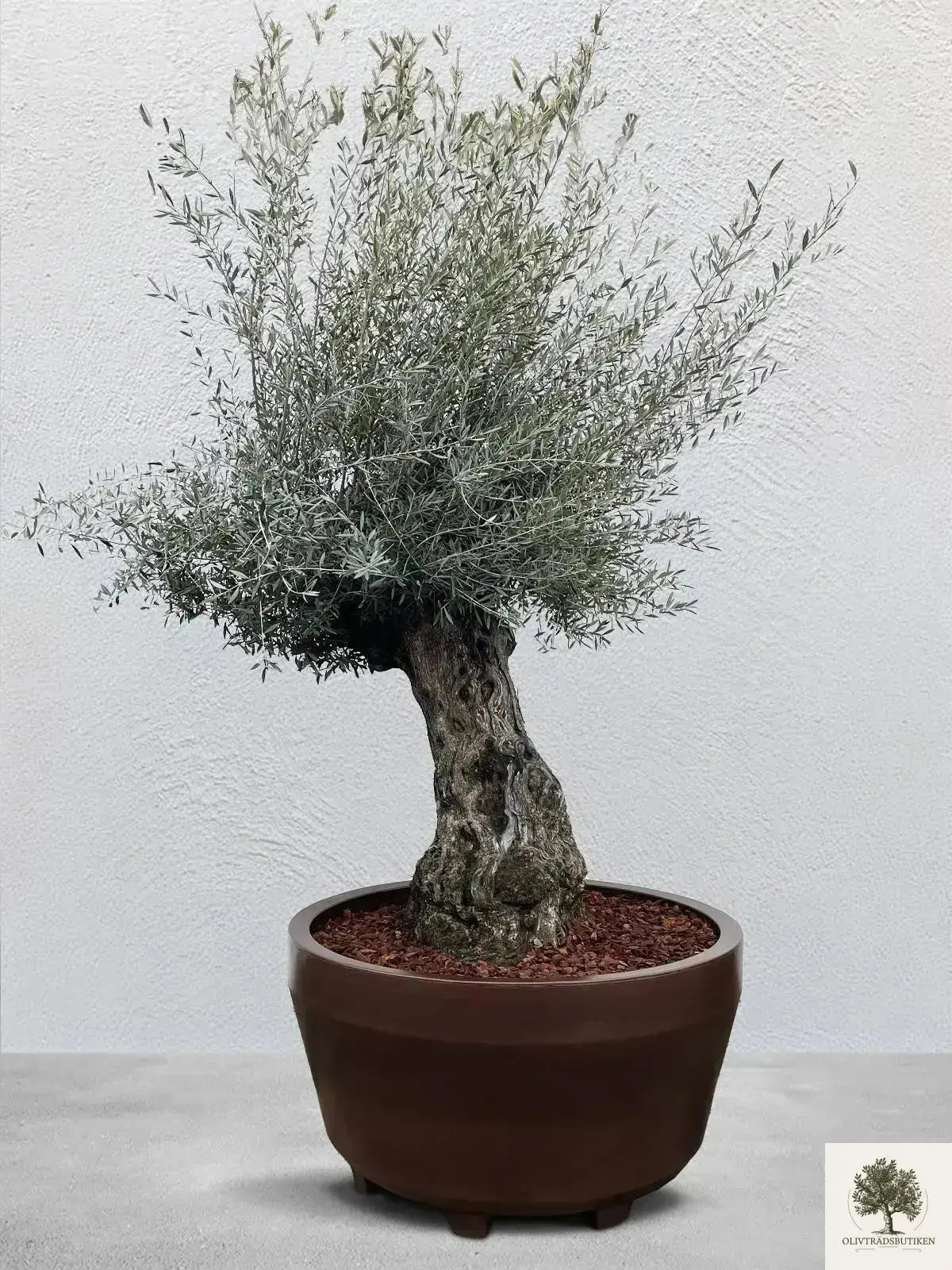 Olivträd 150 år planterat i kruka Olivträdsbutiken
