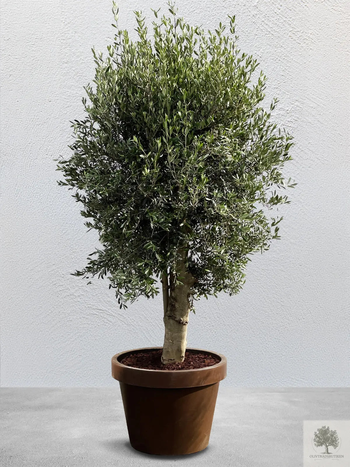 Olivträd 35 år - 220 cm höjd - 50 cm stam - 110 cm krona Olivträdsbutiken