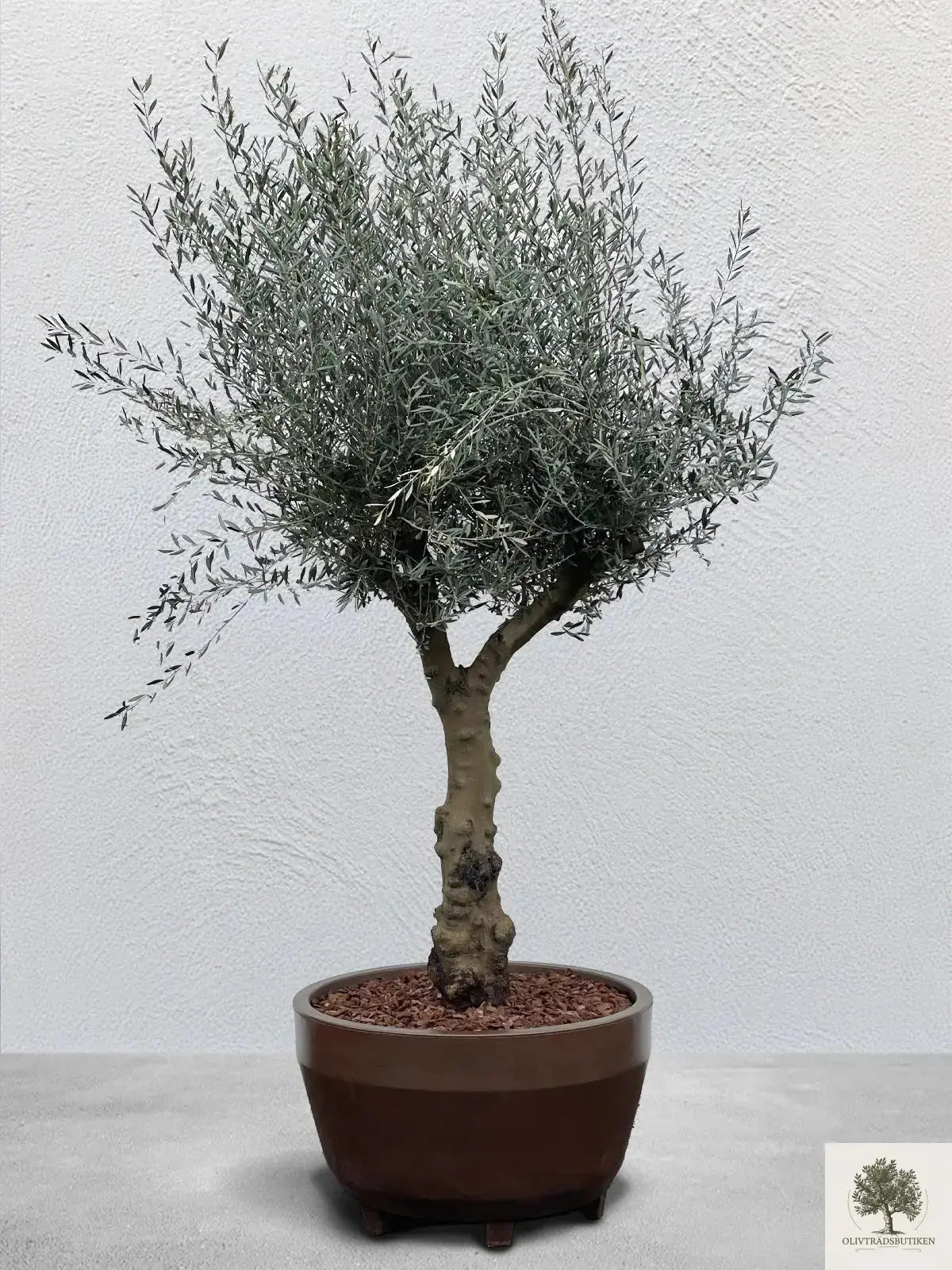 Stor Kruka Jumbo diameter 110 cm Olivträdsbutiken