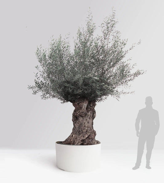 Olivträd Olea Europaea 200 år - Bonsai Large Olivträdsbutiken