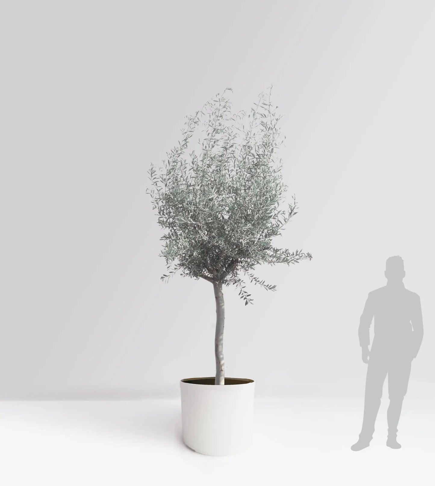 Olivträd Olea Europaea 30 år - Medium Olivträdsbutiken