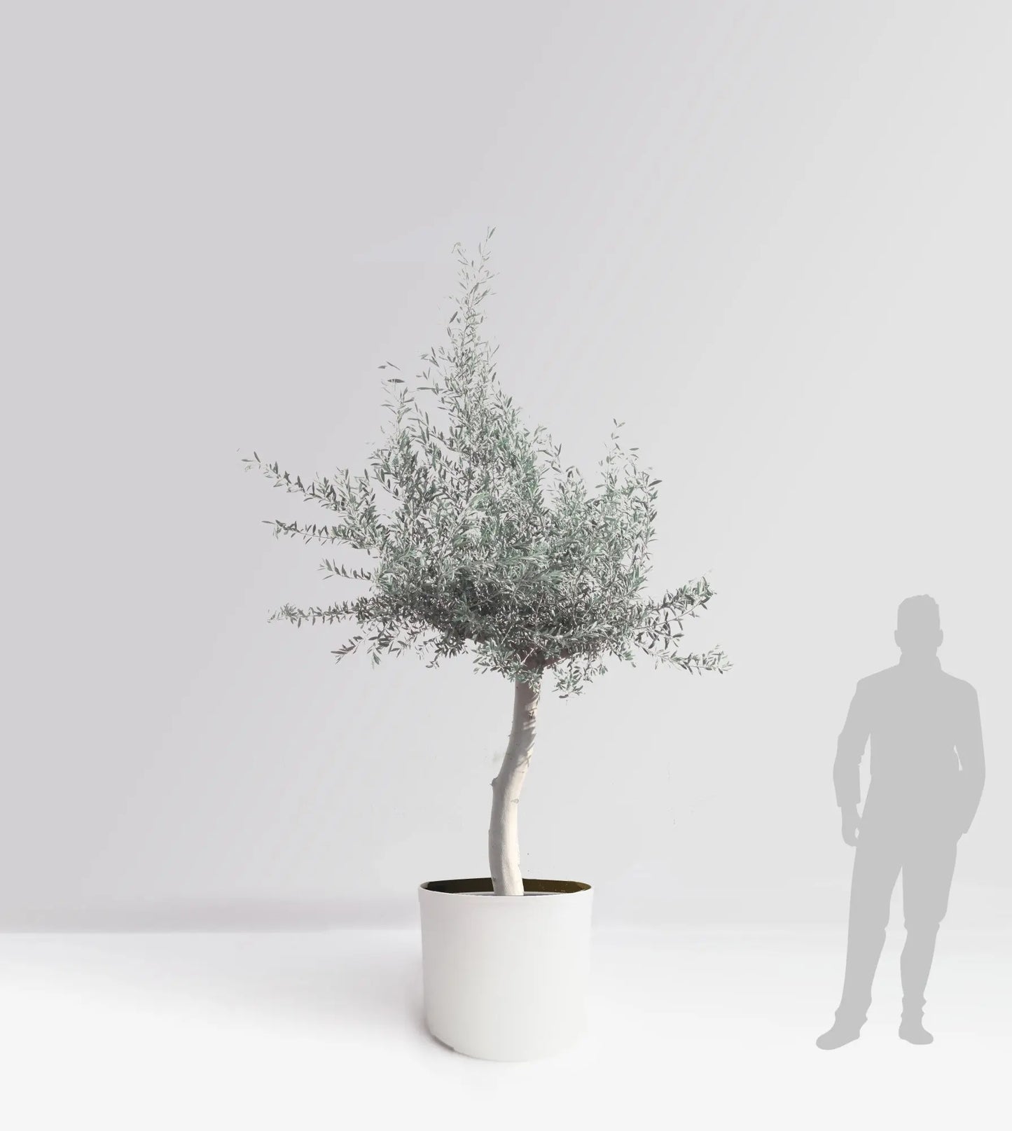 Olivträd Olea Europaea 30 år - Medium Olivträdsbutiken