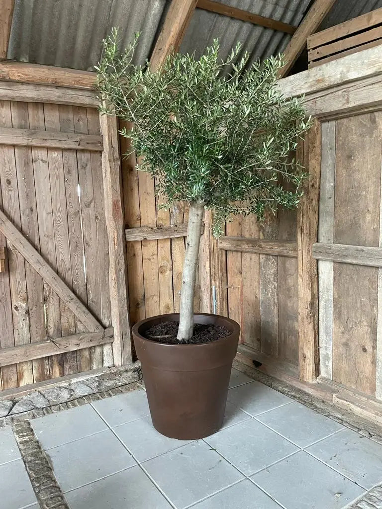 Olivträd Olea Europaea 30 år - Medium Olivträdsbutiken