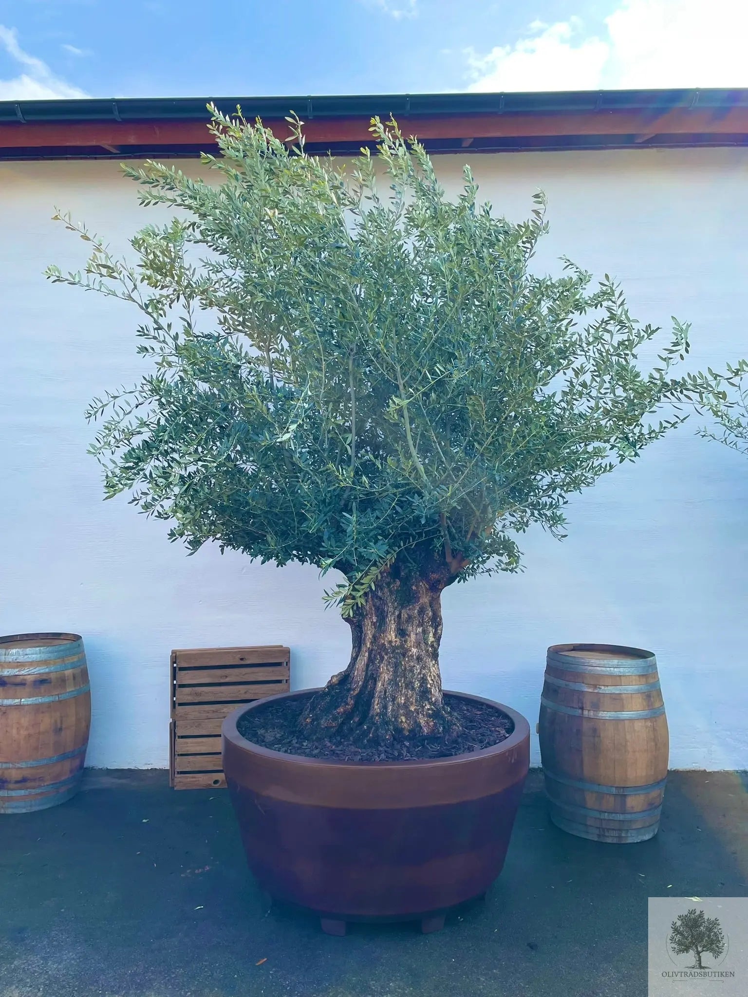 Olivträd Olea Europaea 250 år - Bonsai Large Olivträdsbutiken
