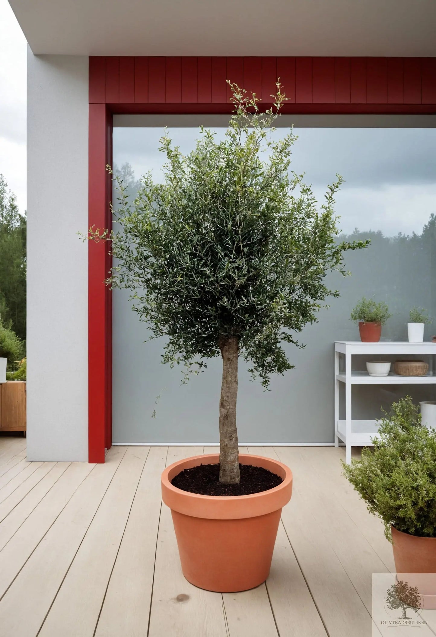 Olivträd 25 år - 210 cm höjd - 40 cm stam - 75 cm krona Olivträdsbutiken