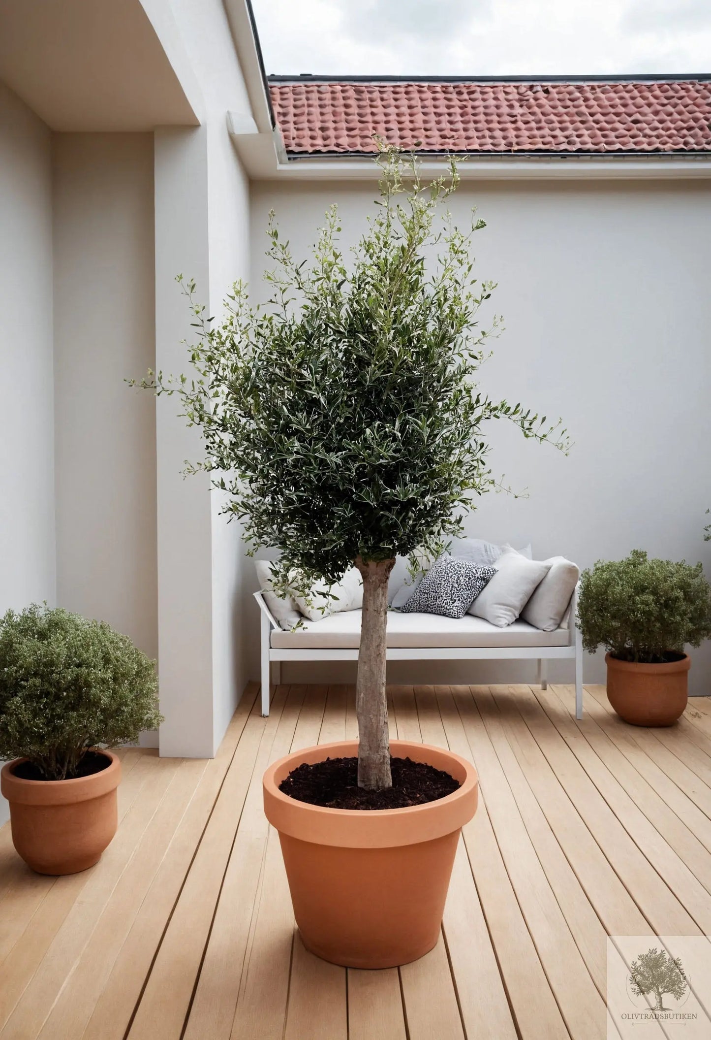 Olivträd 25 år - 210 cm höjd - 40 cm stam - 75 cm krona Olivträdsbutiken