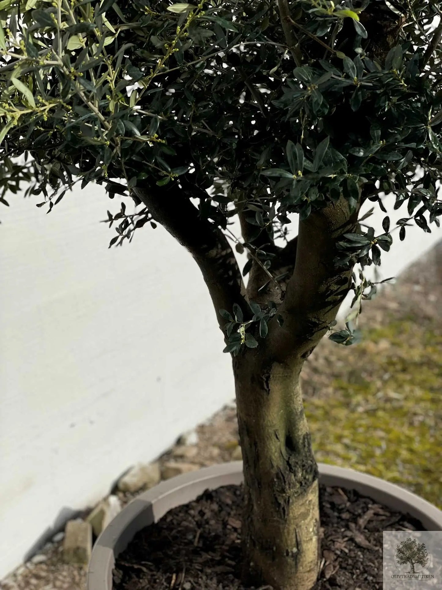 Olivträd Olea Europaea 40 år - Medium Olivträdsbutiken