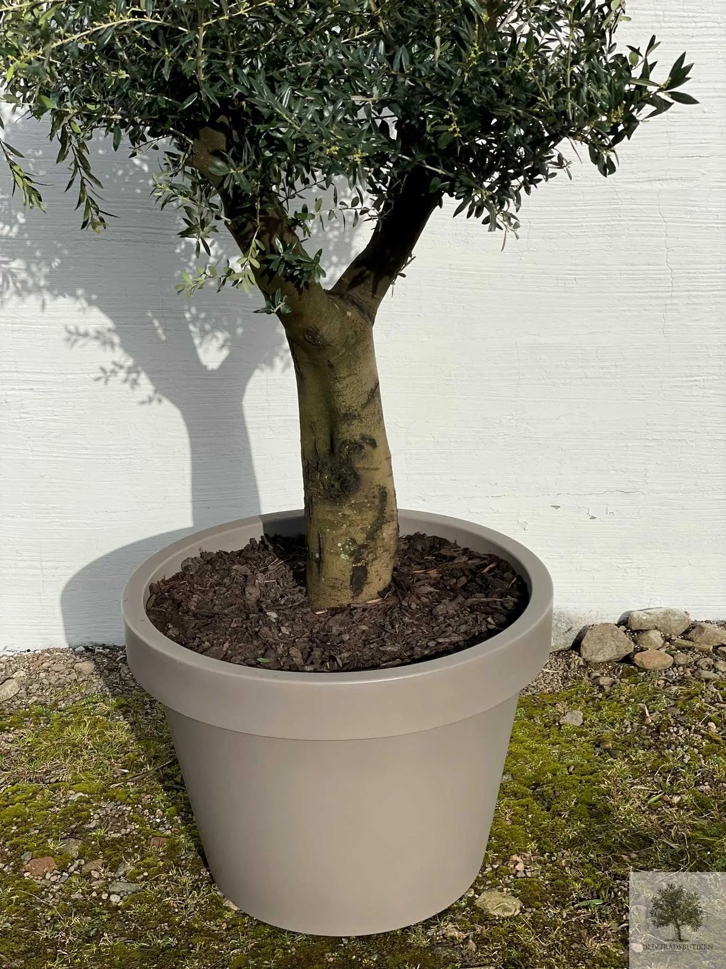 Olivträd Olea Europaea 40 år - Medium Olivträdsbutiken