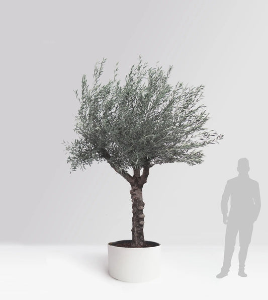 Olivträd Olea Europaea 40 år - Medium Olivträdsbutiken