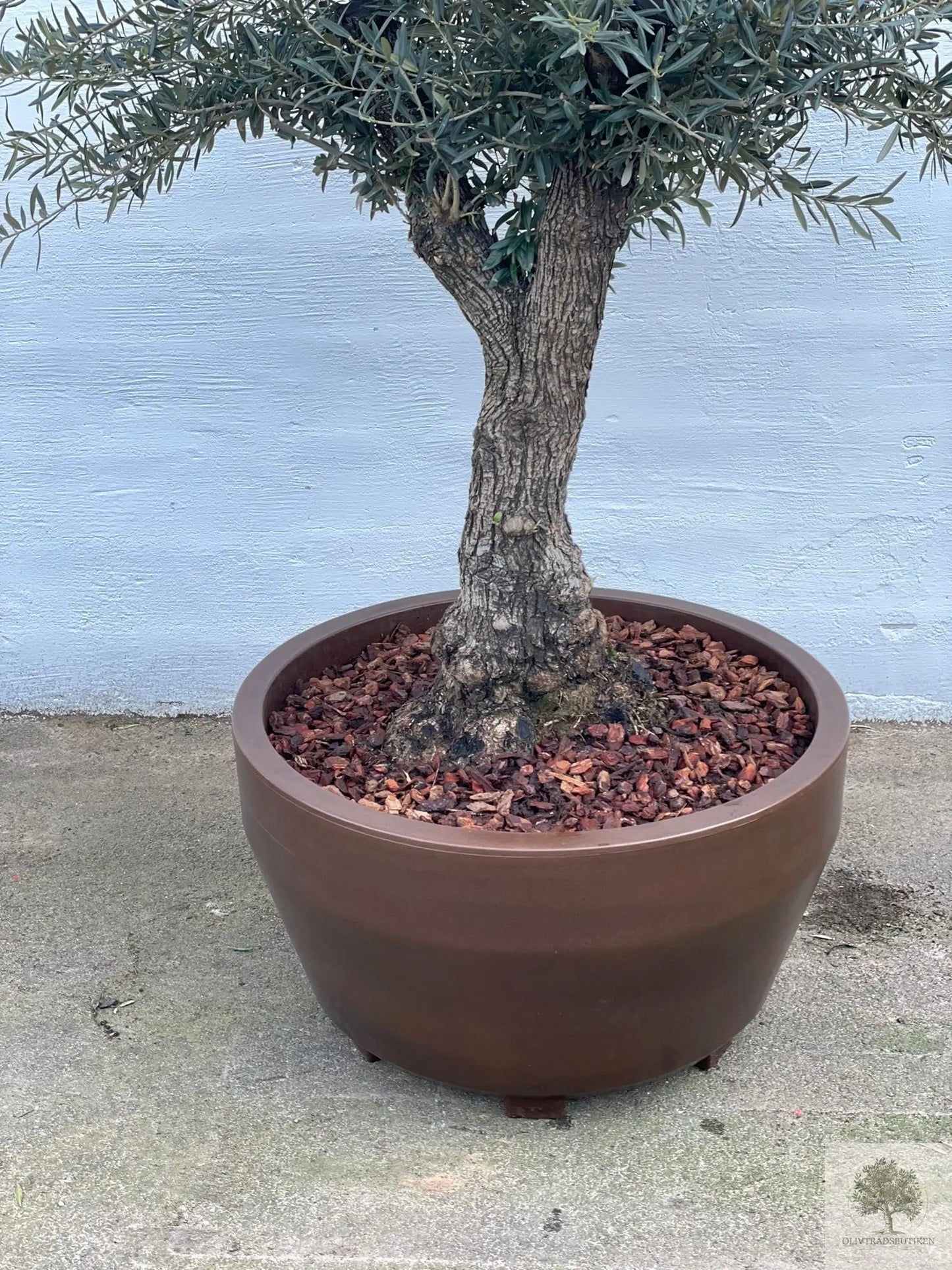 Olivträd 60 år - 200 cm höjd - 70 cm stam - 140 cm krona Olivträdsbutiken