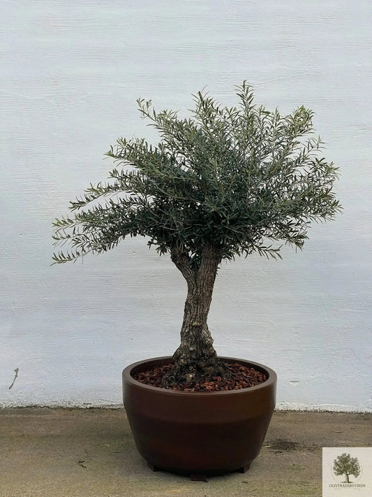 Stor Kruka Jumbo 90 - diameter 90 cm Olivträdsbutiken