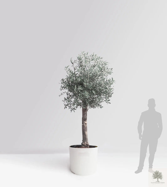 Olivträd 20 år - 200 cm höjd - 35 cm stam - 70 cm krona Olivträdsbutiken