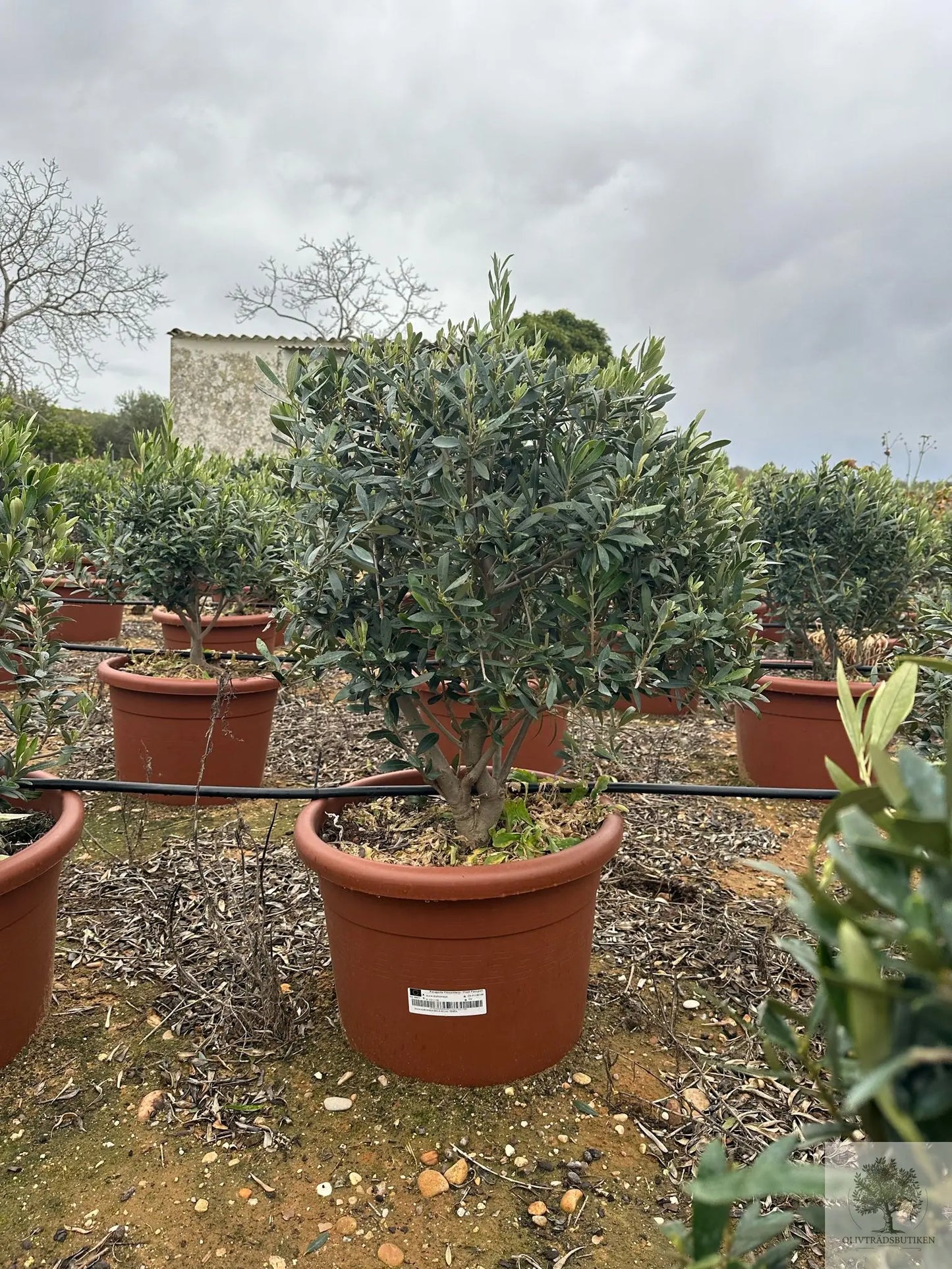 Olivträd buske - Olea Europaea Olivträdsbutiken
