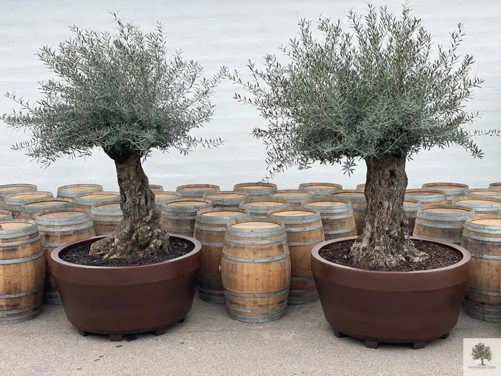 Stor Kruka Jumbo 160 - diameter 160 cm Olivträdsbutiken