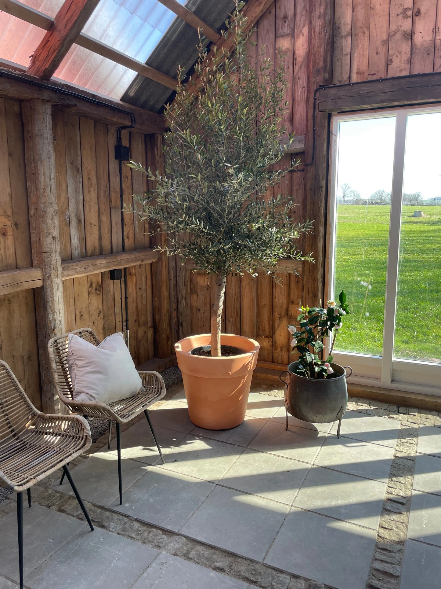 Olivträd Olea Europaea 8 år - Small Olivträdsbutiken
