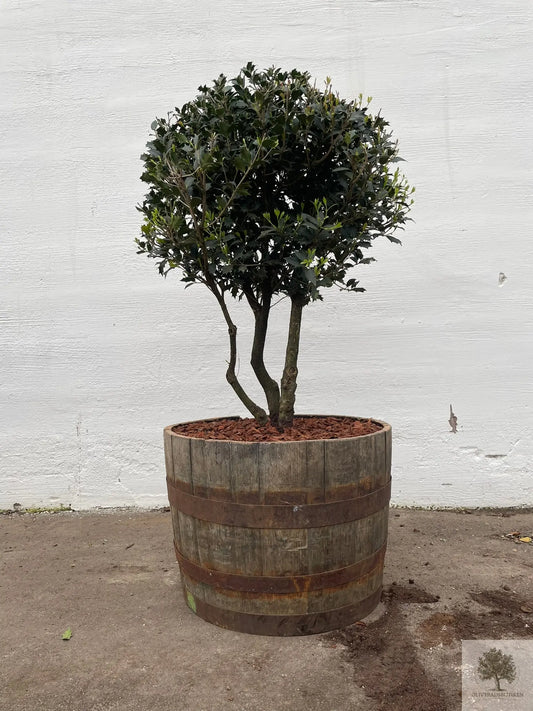 Osmanthus ilificolus - Flerstammig 140 cm Olivträdsbutiken