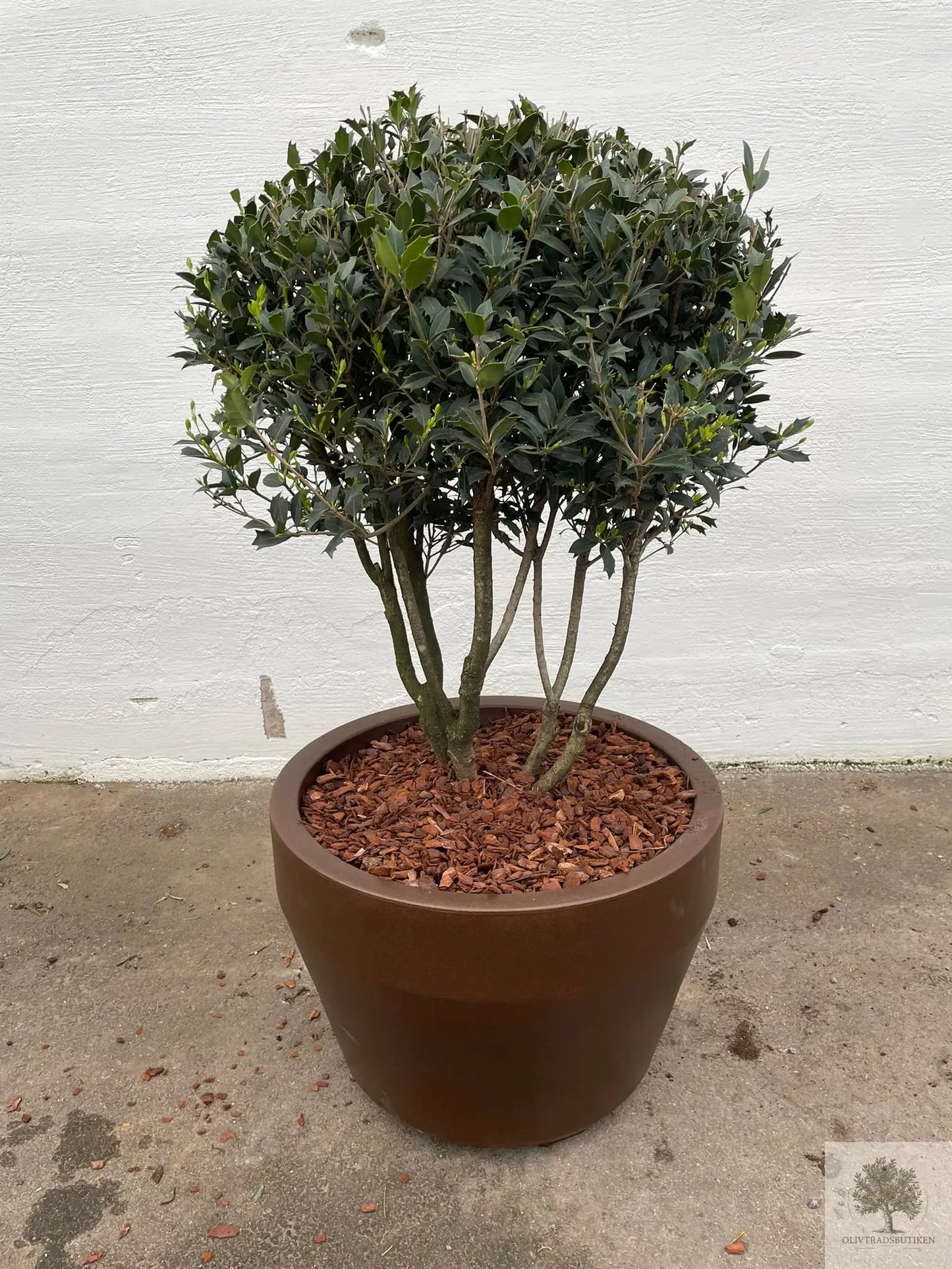 Osmanthus ilificolus - Flerstammig 140 cm Olivträdsbutiken