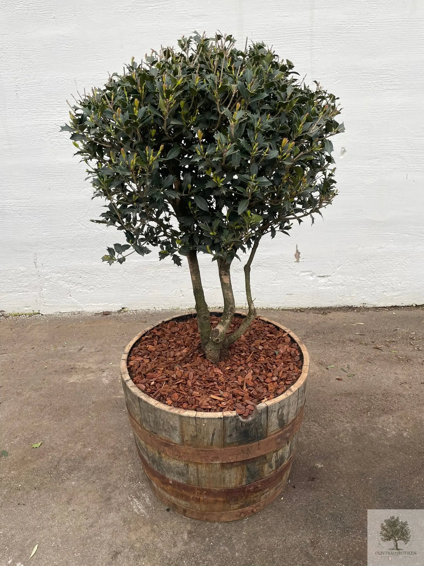 Osmanthus ilificolus - Flerstammig 140 cm Olivträdsbutiken