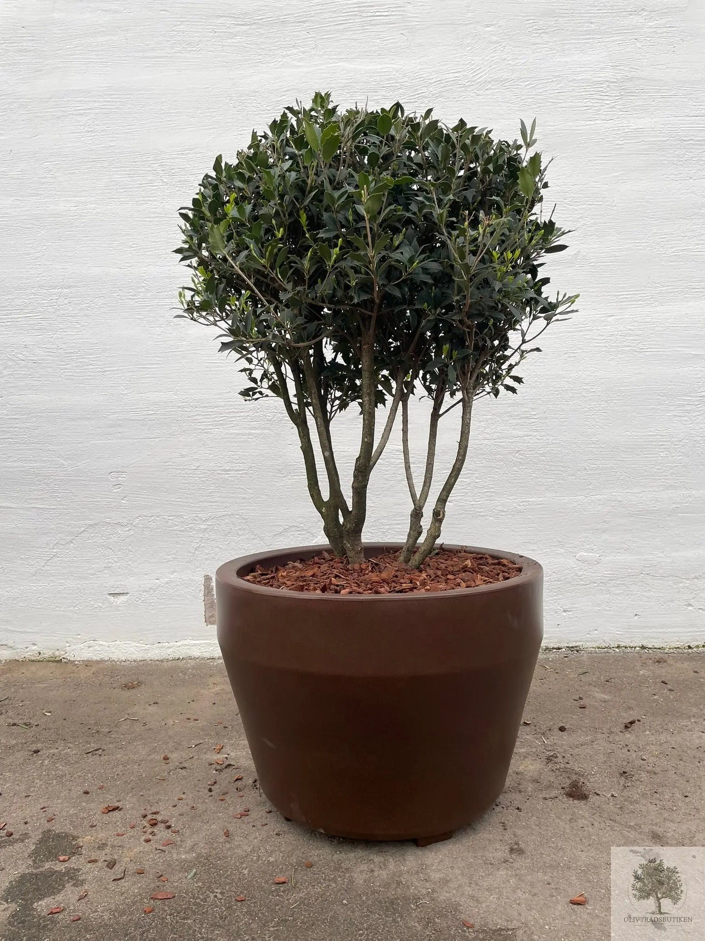 Osmanthus ilificolus - Flerstammig 140 cm Olivträdsbutiken