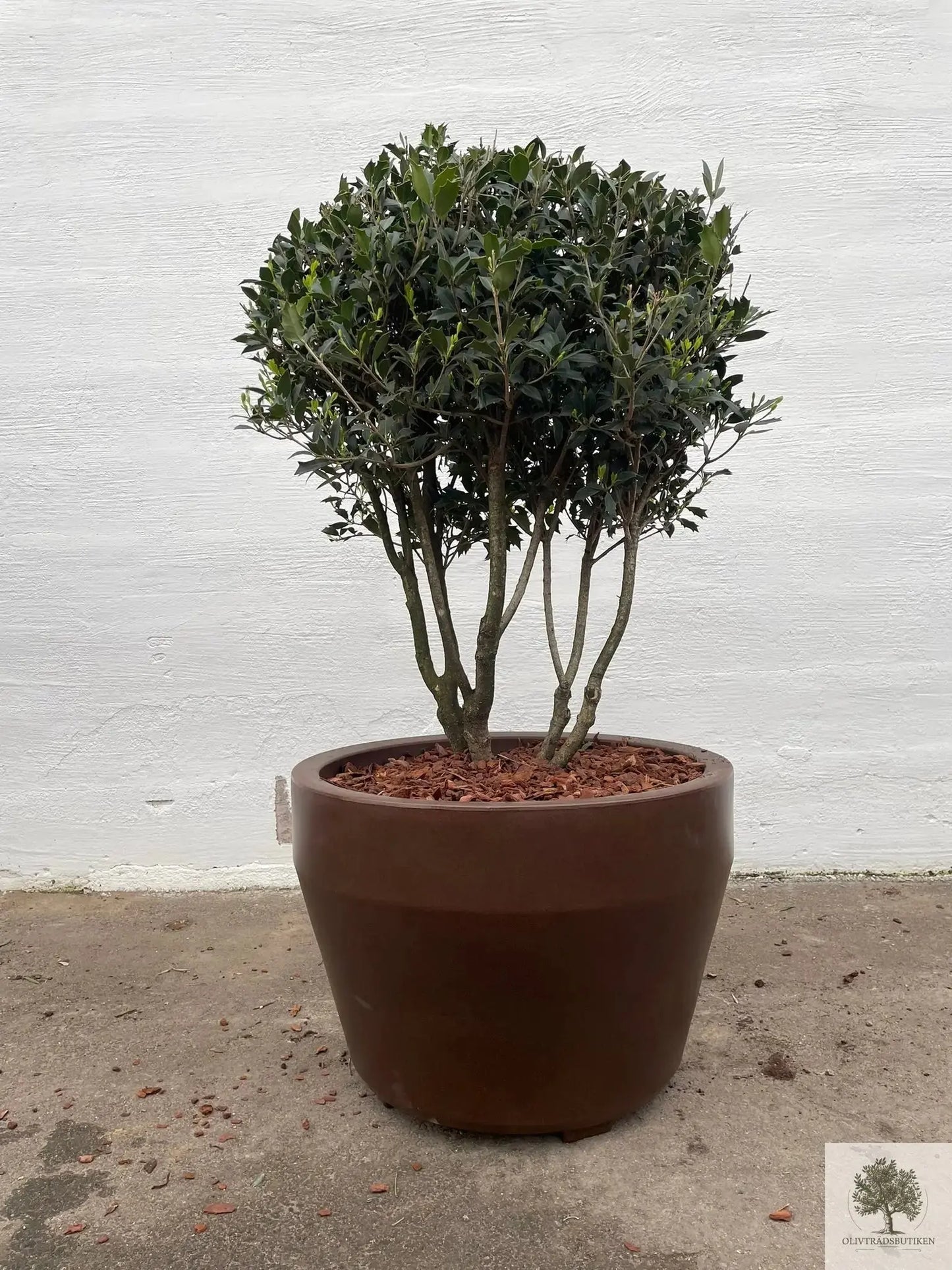 Osmanthus ilificolus - Flerstammet oliventre 140 cm Butikk