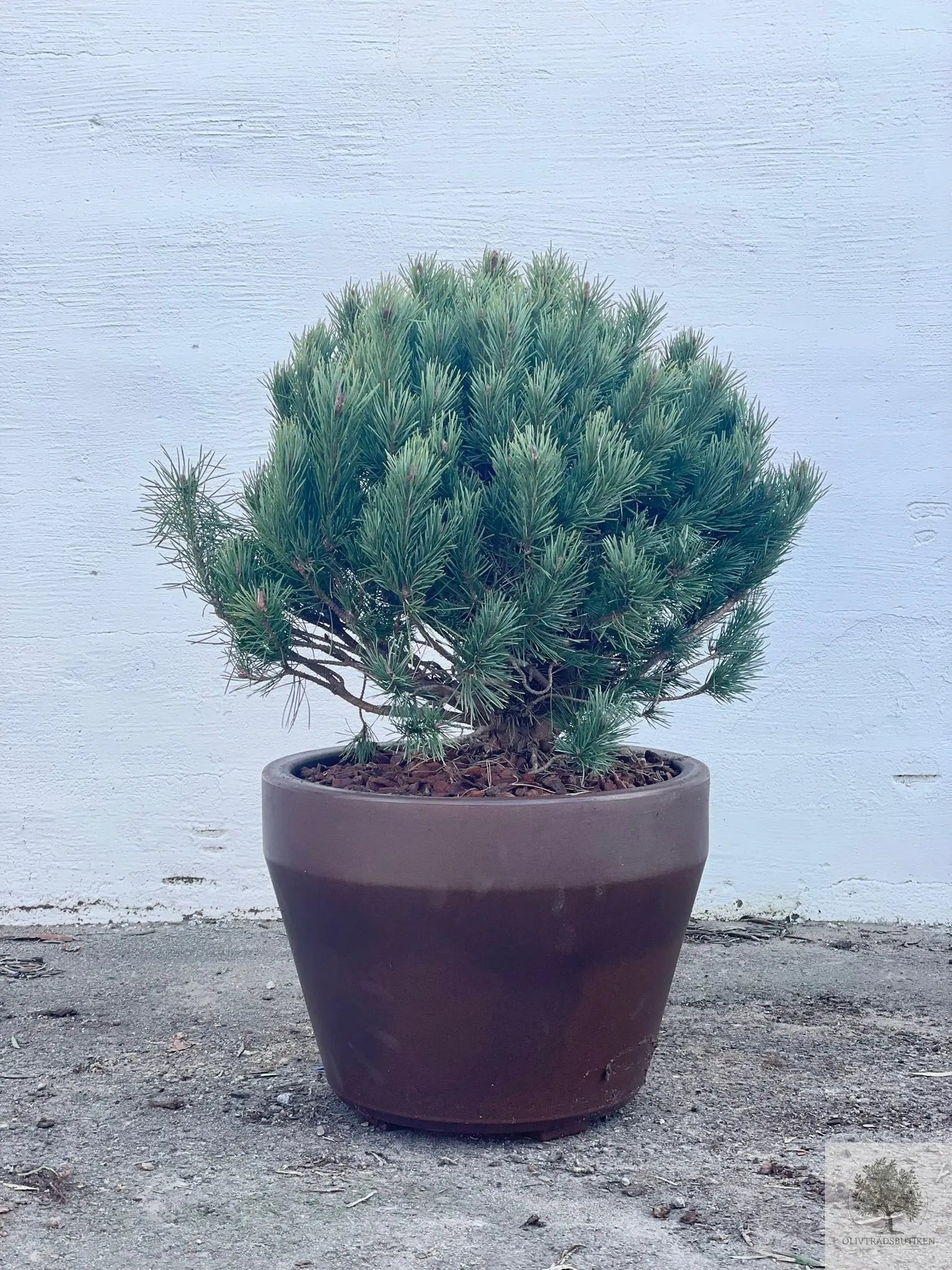 Dvärgtall tålig barrväxt - Pinus Silvestris Watereri - trädformat 160 cm Olivträdsbutiken