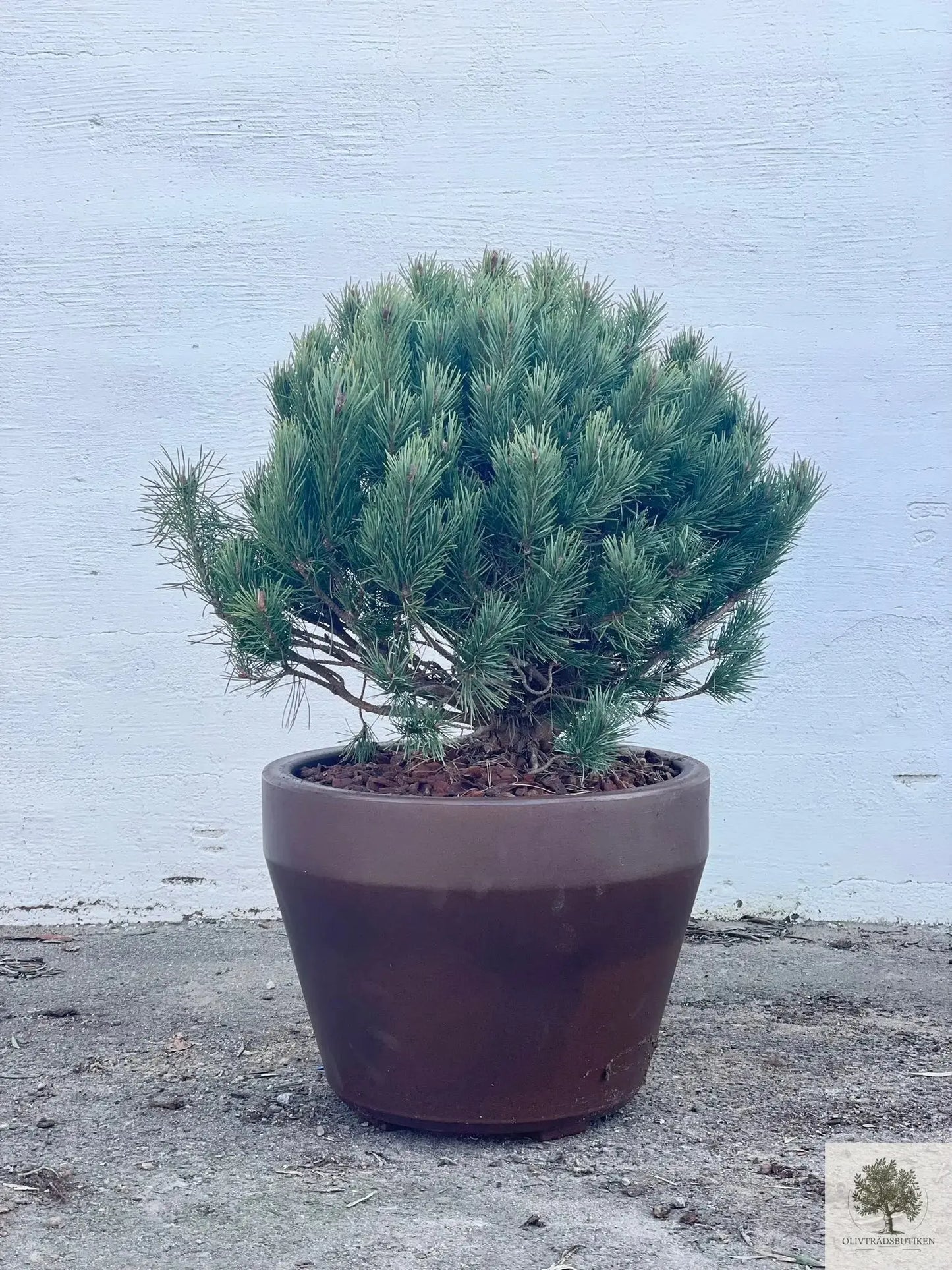 Dvärgtall tålig barrväxt - Pinus Silvestris Watereri - trädformat 160 cm Olivträdsbutiken