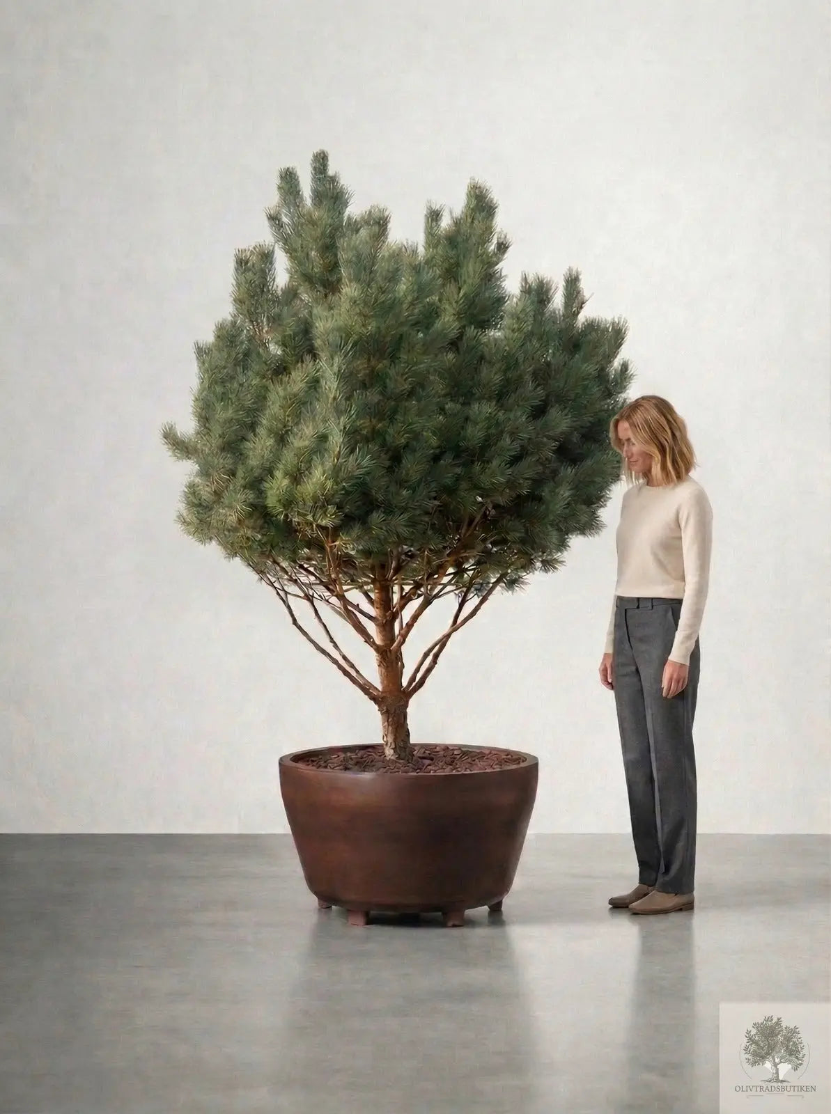 Barrträd - Pinus Silvestris Watereri - Flerstammig 2,5 m