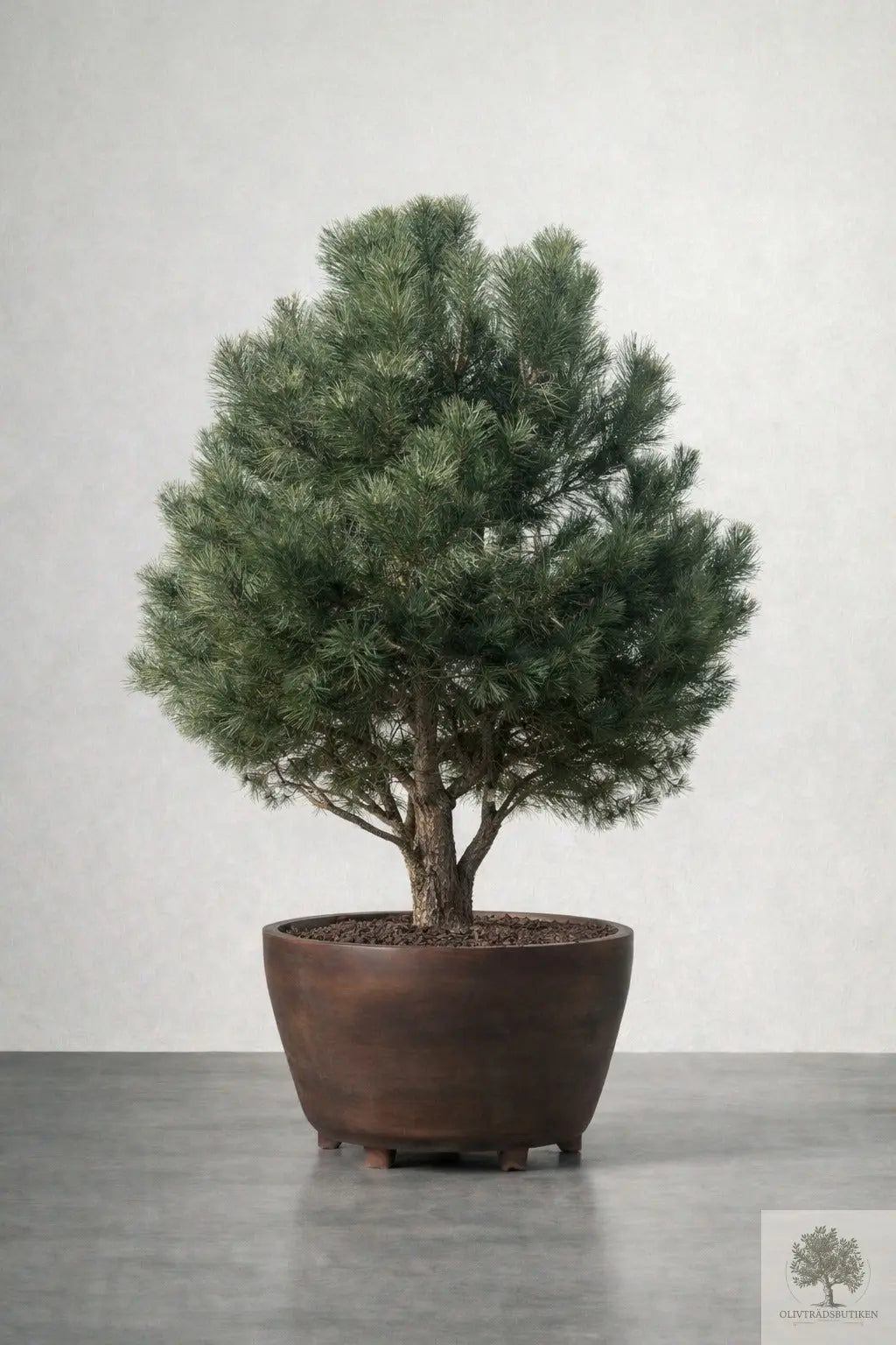 Barrträd - Pinus Nigra Austriaca - 3,5 m