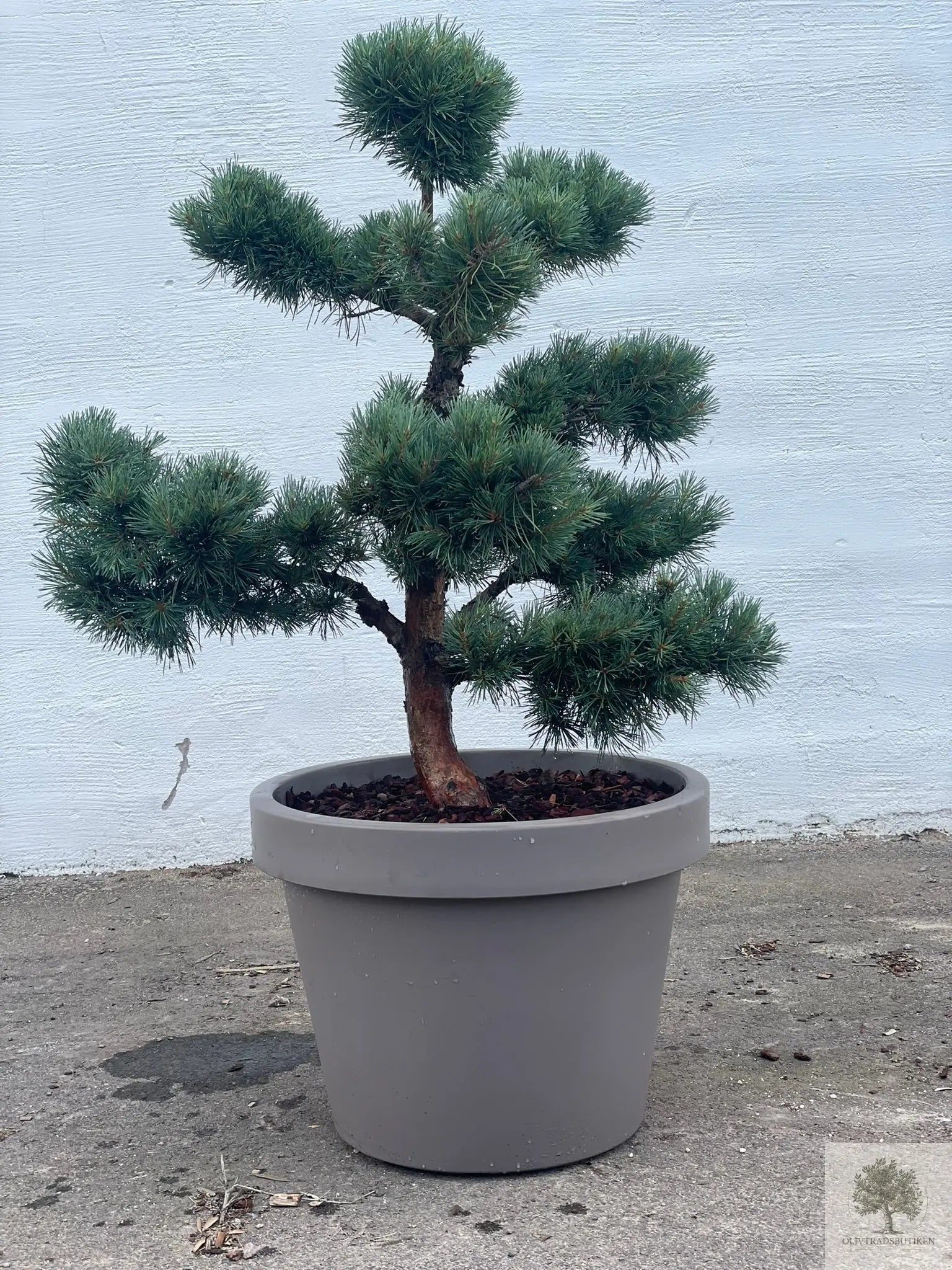 Dvergfuruhardfør bartrær - Pinus Silvestris Watereri - Bonsai 180 cm (Kopi) Olivträdsbutiken