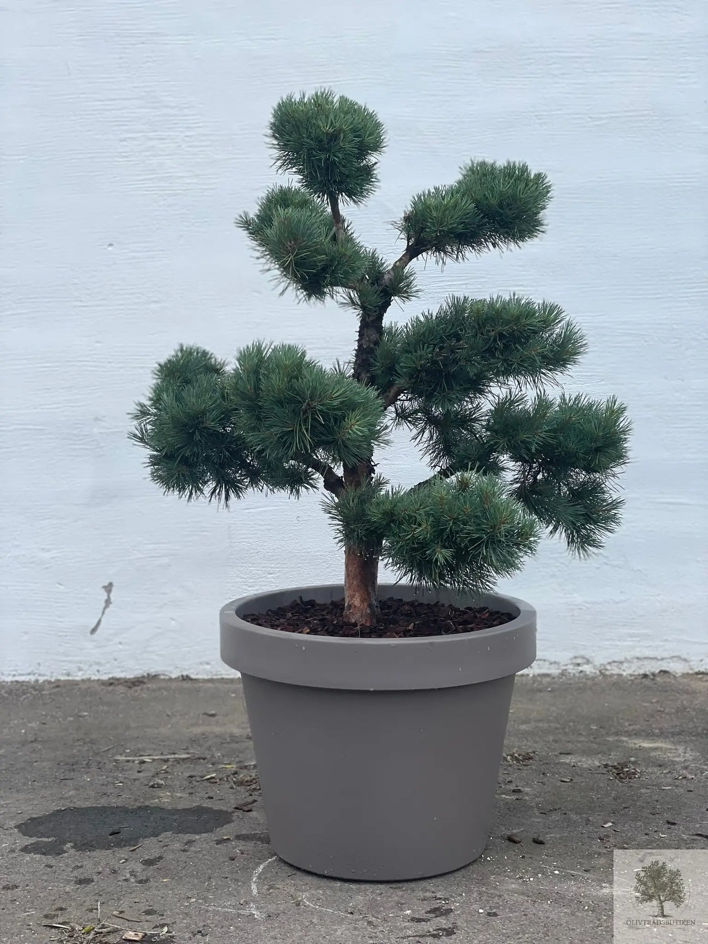 Dvergfuruhardfør bartrær - Pinus Silvestris Watereri - Bonsai 180 cm (Kopi) Olivträdsbutiken