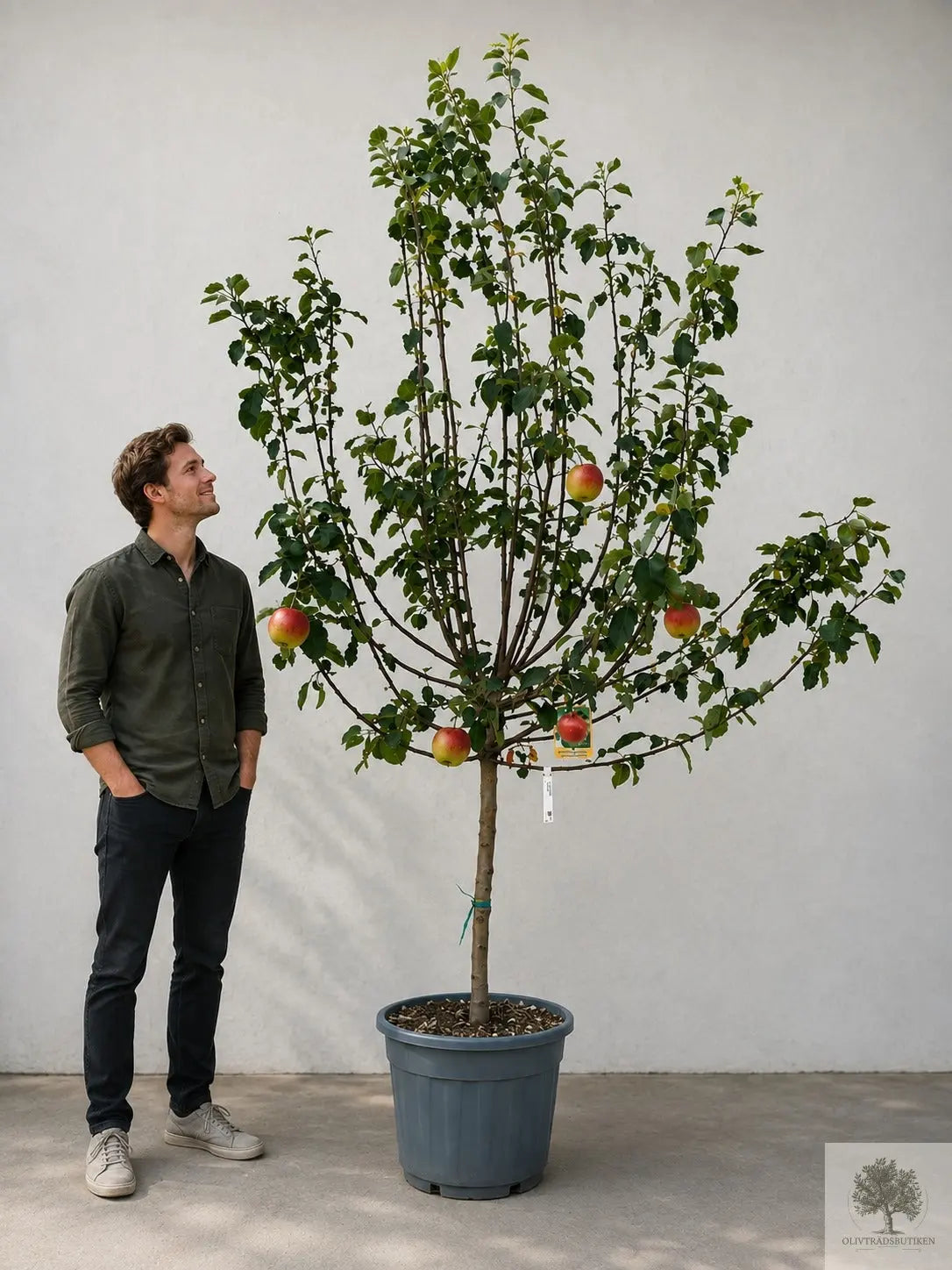 Äppleträd – ‘Reines des Reinettes’ – 300 cm