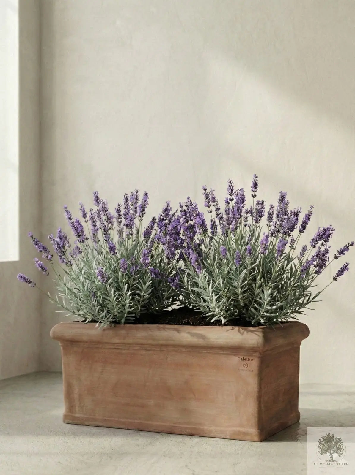 Terrakottakruka - Rektangulär - 81 cm längd - 41 cm bredd - 35 cm höjd Olivträdsbutiken