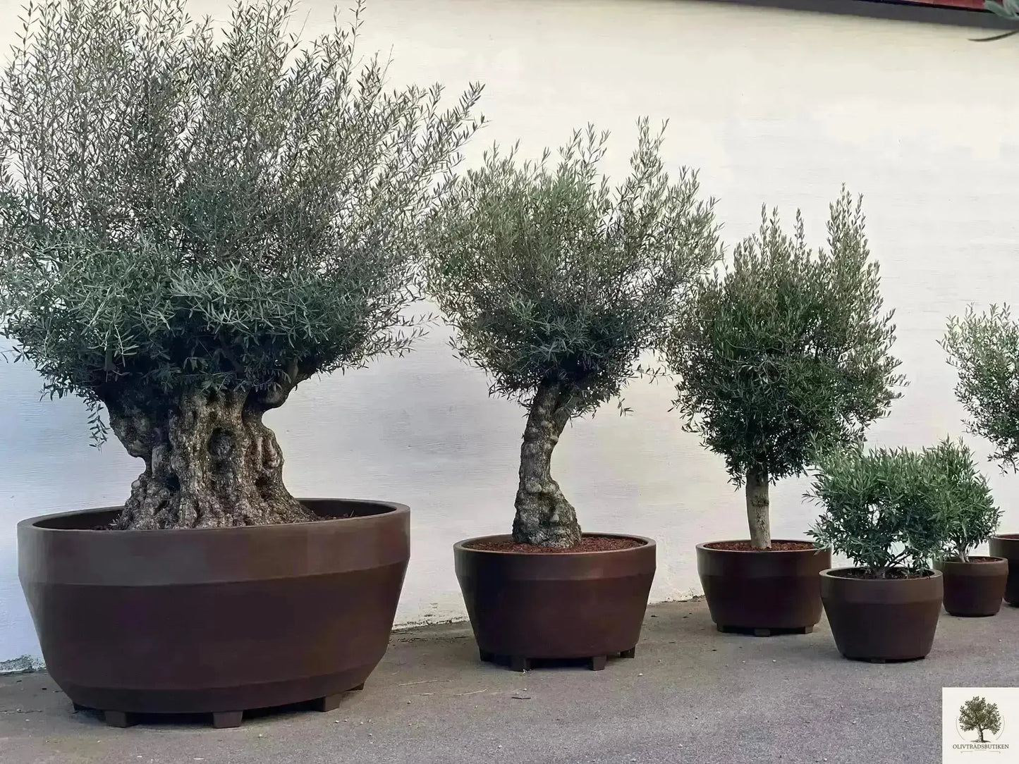 Kruka Jumbo diameter 55 cm Olivträdsbutiken