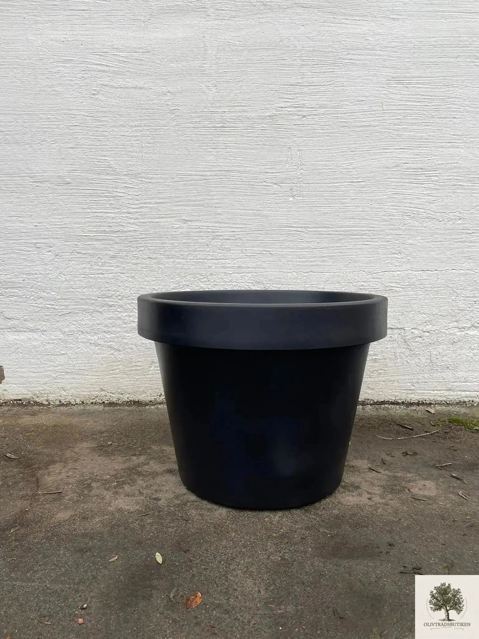 Olivträd 60 år planterat i kruka/vintunna Olivträdsbutiken