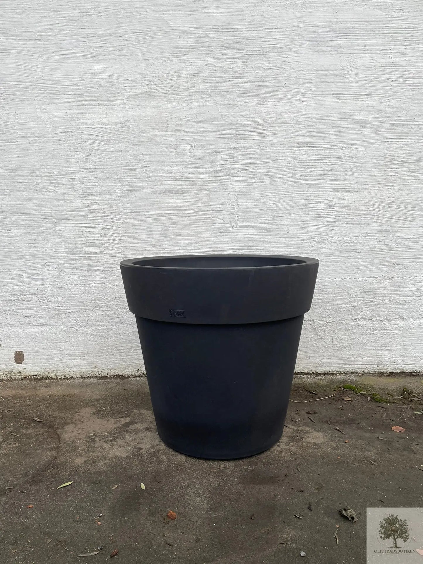 Olivträd 60 år planterat i kruka/vintunna Olivträdsbutiken