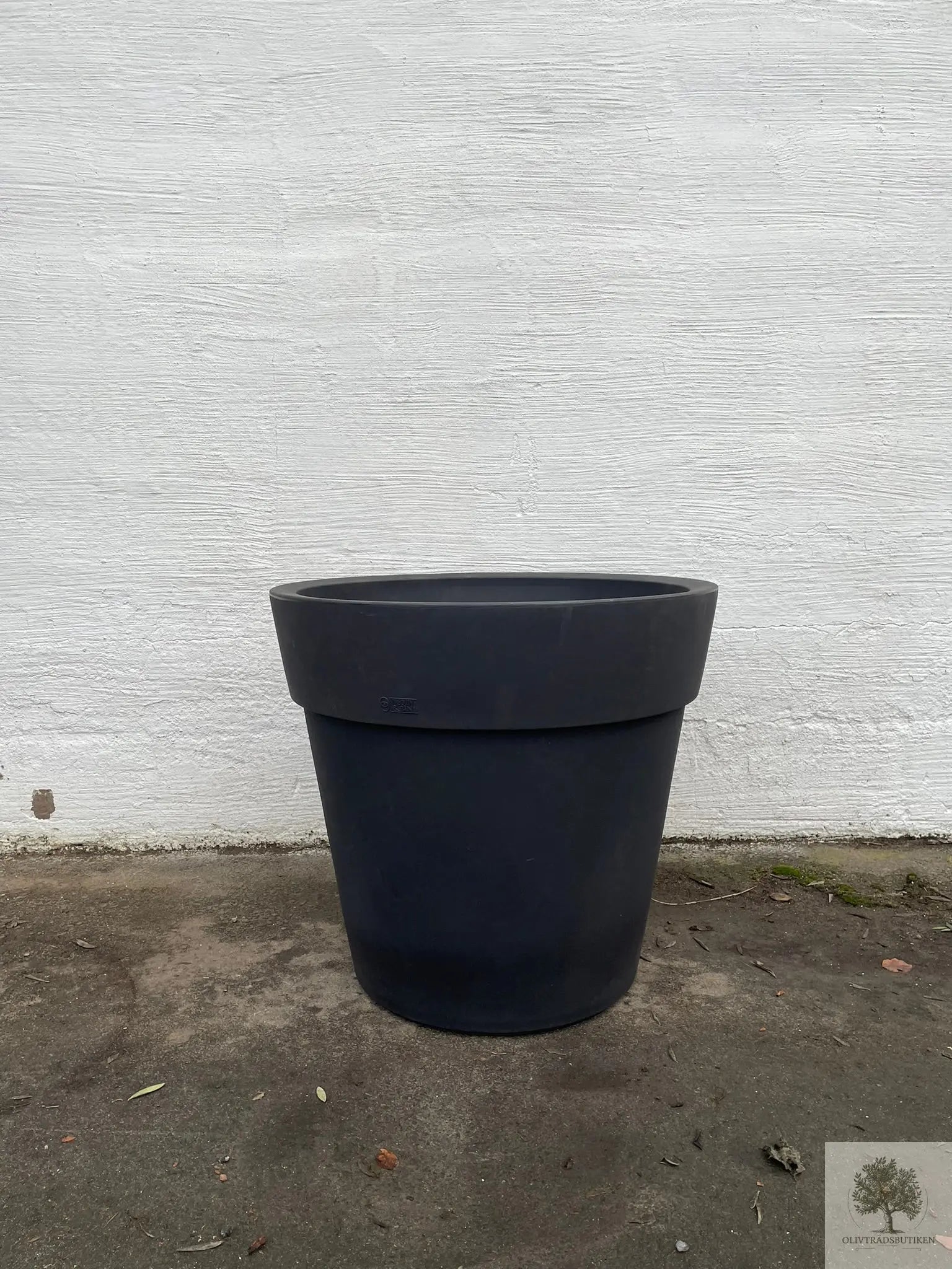 Olivträd 60 år planterat i kruka/vintunna Olivträdsbutiken
