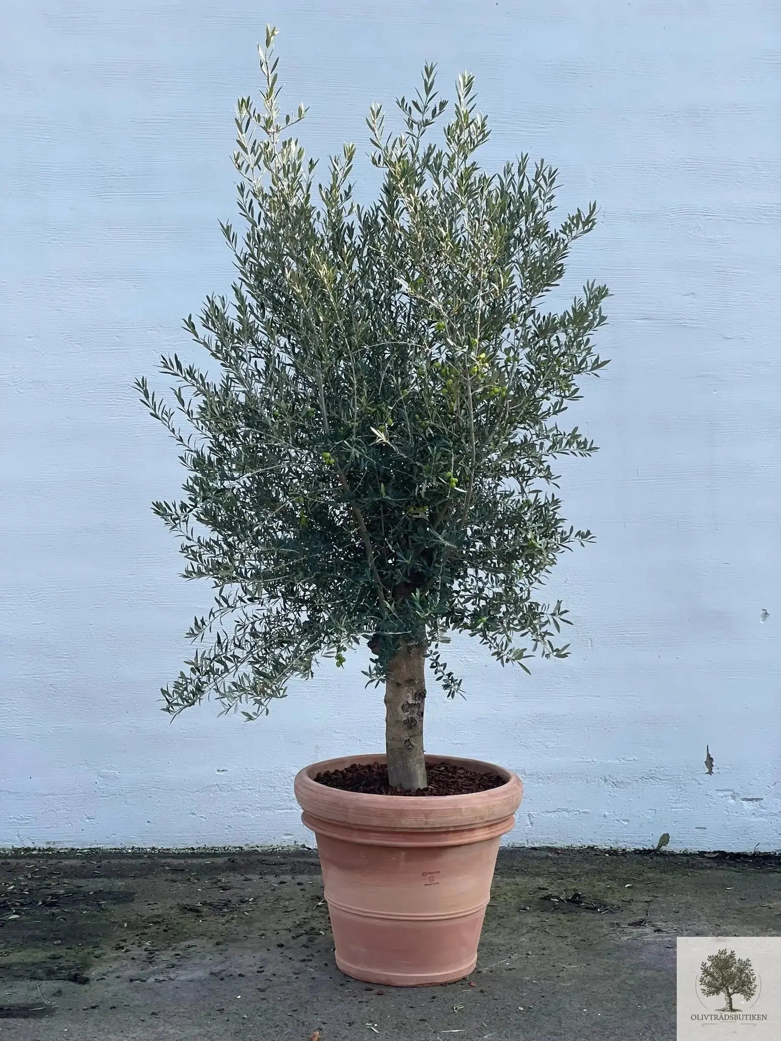 Olivträd 150 år planterat i kruka Olivträdsbutiken