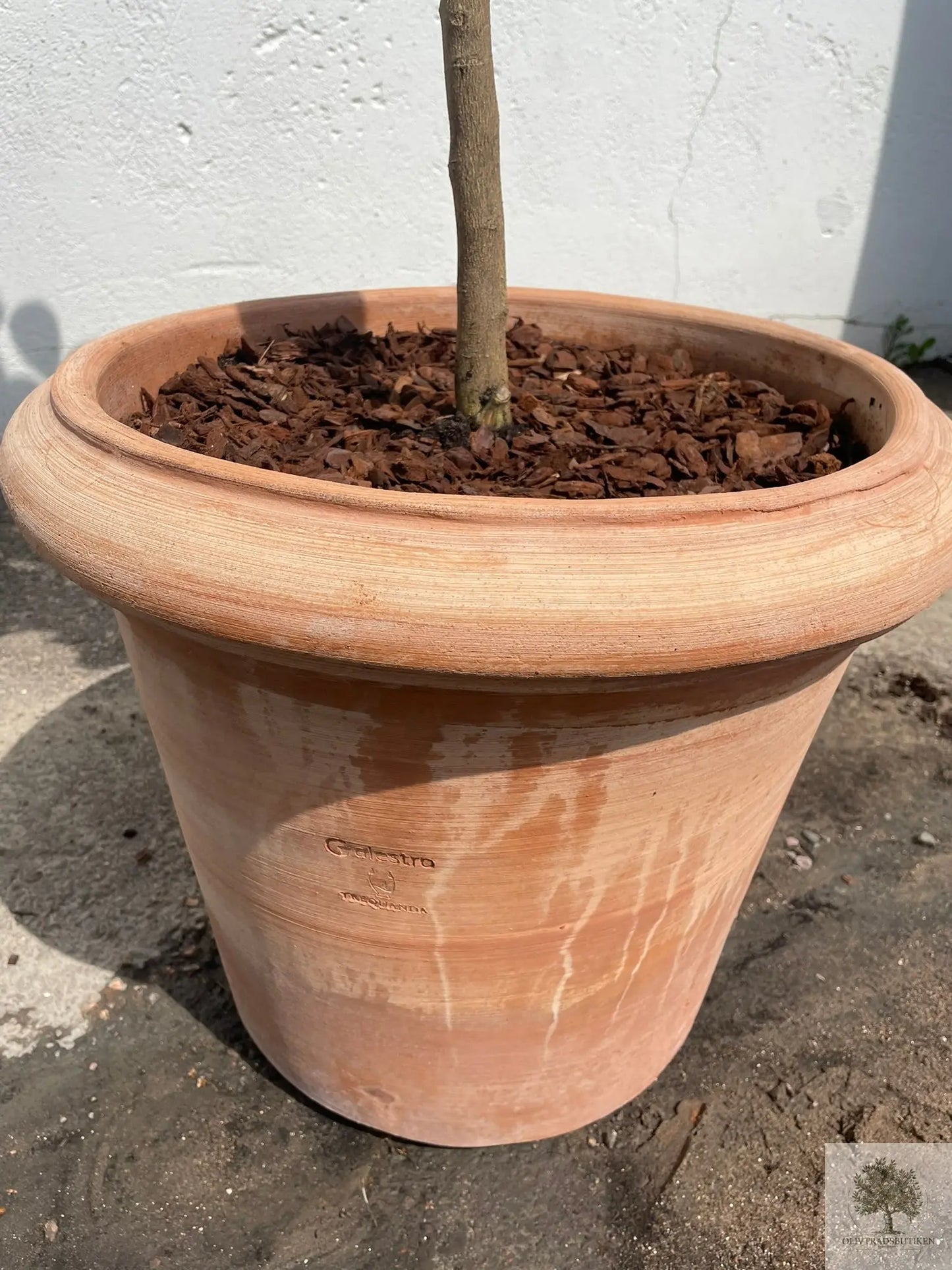 Kruka Terrakotta - Milano - 50 cm diameter - 41 cm höjd Olivträdsbutiken