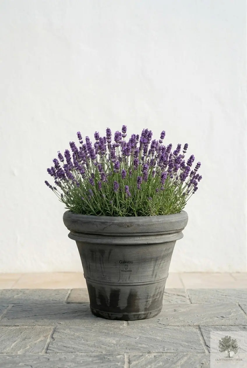 Krukke , grå – Toscana – 70 cm i diameter – 58 cm høj