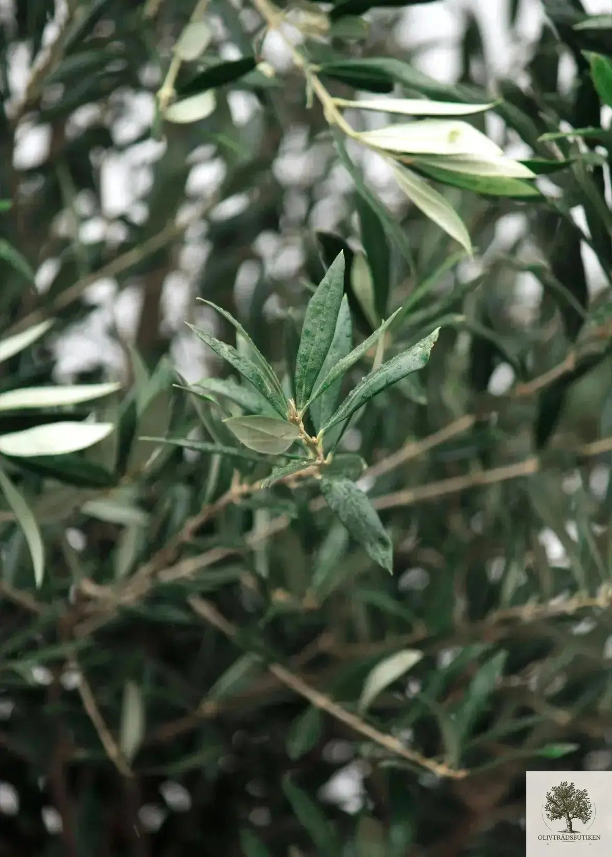 Olivträd 150 år planterat i kruka Olivträdsbutiken