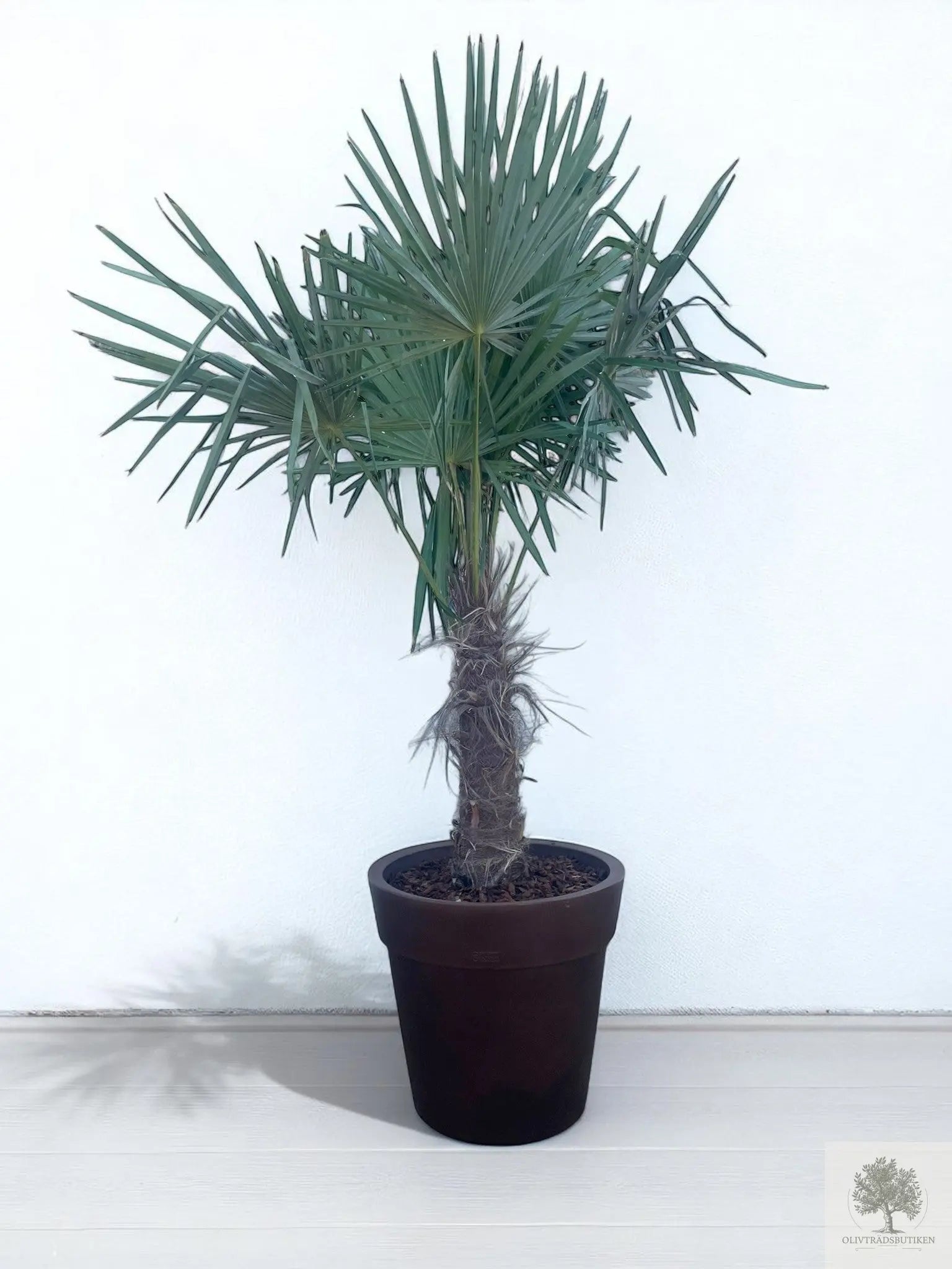 Väderkvarnspalm - Trachyarpus Fortunei - 2 m hög