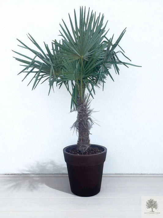 Väderkvarnspalm - Trachyarpus Fortunei - 2 m hög Olivträdsbutiken