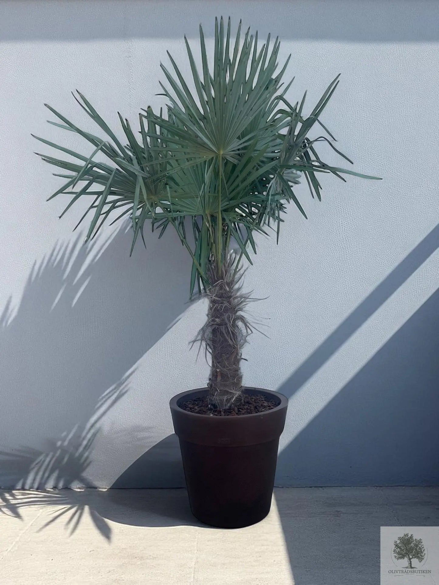Vindmøllepalme - Trachyarpus Fortunei - 2 m høj Oliventræsbutik