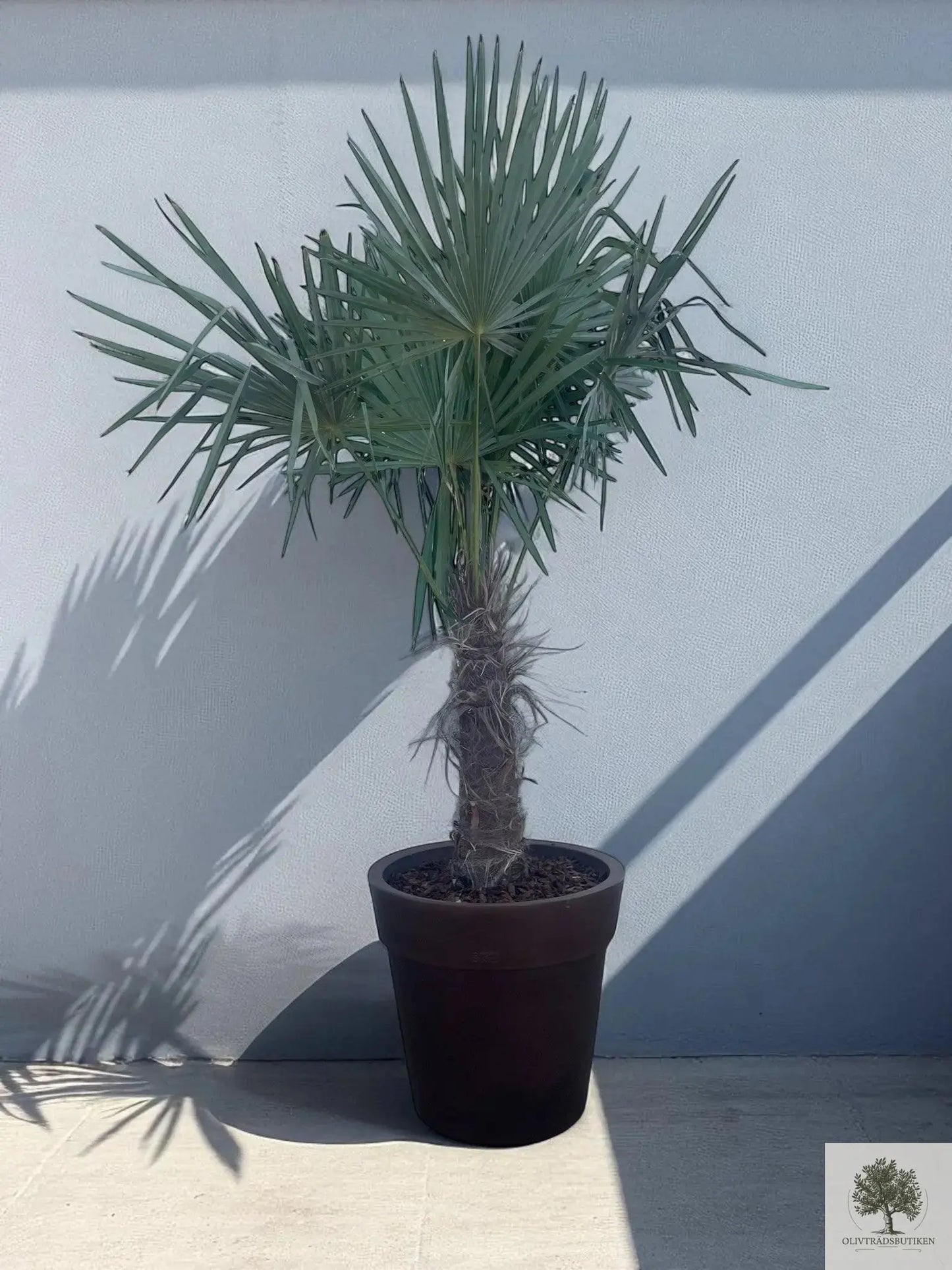 Väderkvarnspalm - Trachyarpus Fortunei - 210 cm Olivträdsbutiken